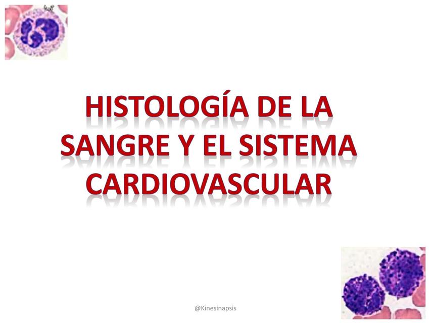 HISTOLOGÍA SANGRE Y EL SISTEMA CARDIOVASCULAR Kinesinapsis