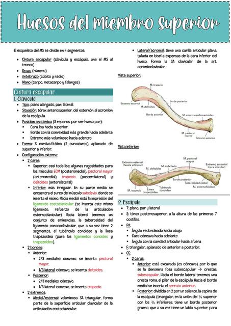Huesos del miembro superior