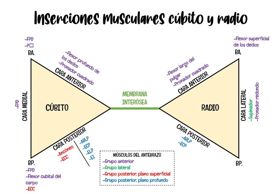 Inserciones musculares cúbito y radio