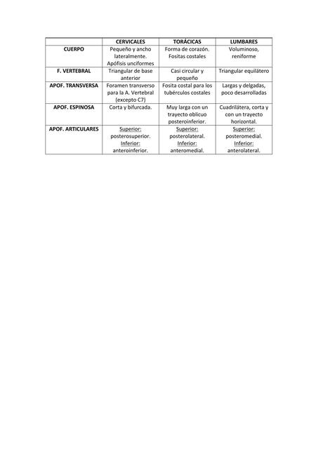 Diferencias vértebras cuadro comparativo