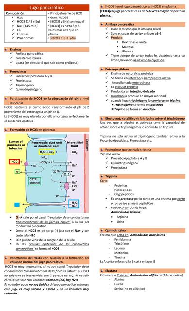 jugo pancreatico lipidos dietarios emulsificacion y digestion de lipidos secreciones del intestino absorcion intestinal fermentacion putrefaccion colesterol lipoproteinas sintesis de acidos grasos energia trabajo biologico