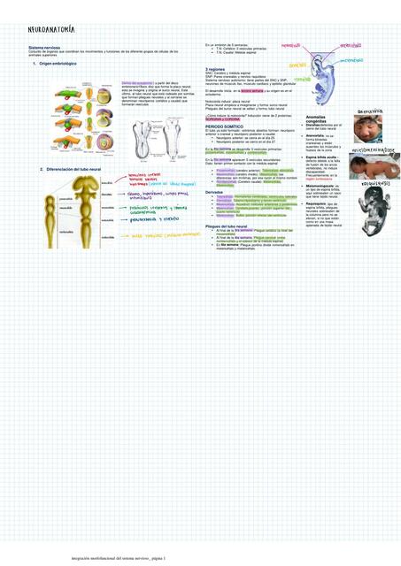 Neuroanatomía