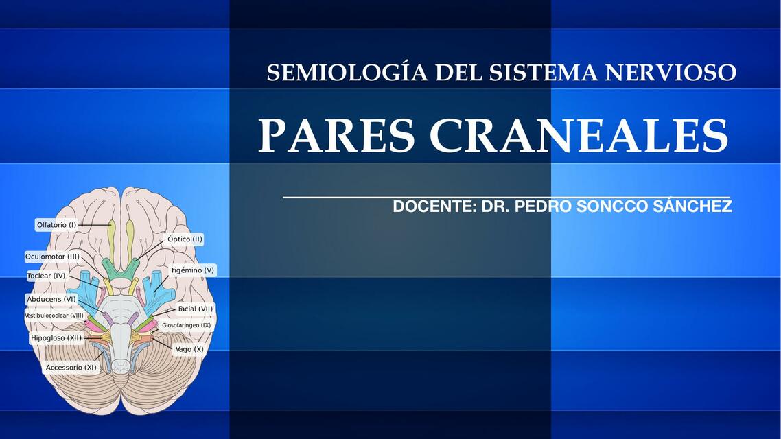 Pares craneales 