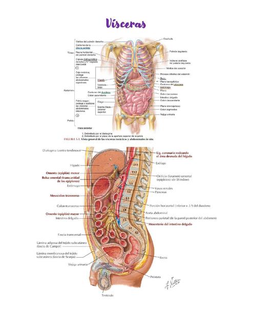 Anatomia Visceras parte 1