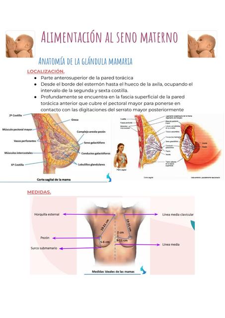 Alimentación al seno materno