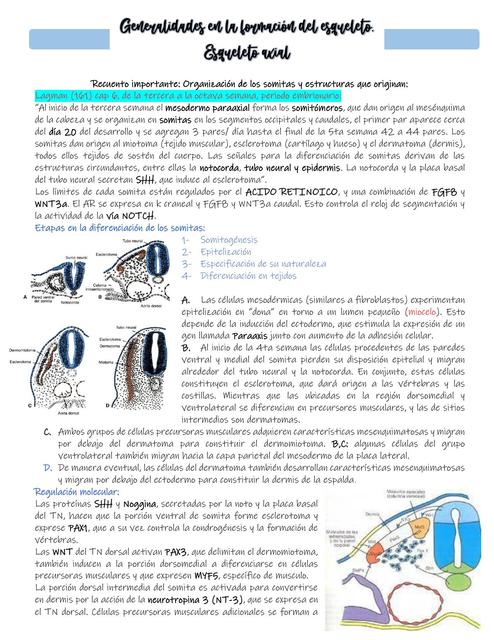 Generalidades en la formación del esqueleto Esqueleto axial1