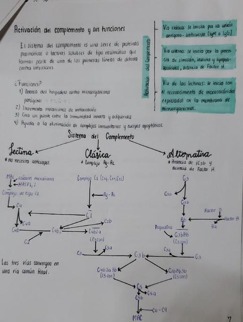 Activación de la vía del complemento