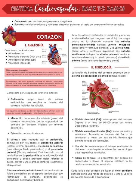 Sistema cardiovascular: resumen puntos básicos