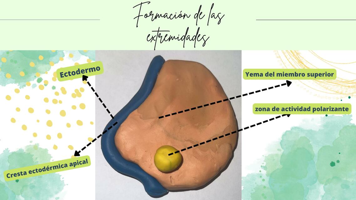 Formación de las Extremidades, columna 