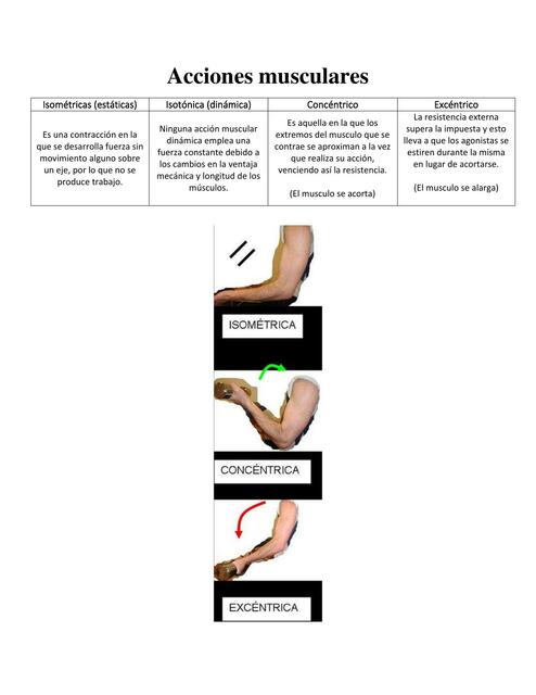 Acciones Musculares