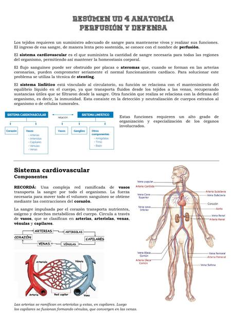 Resumen anatomía perfusión y defensa