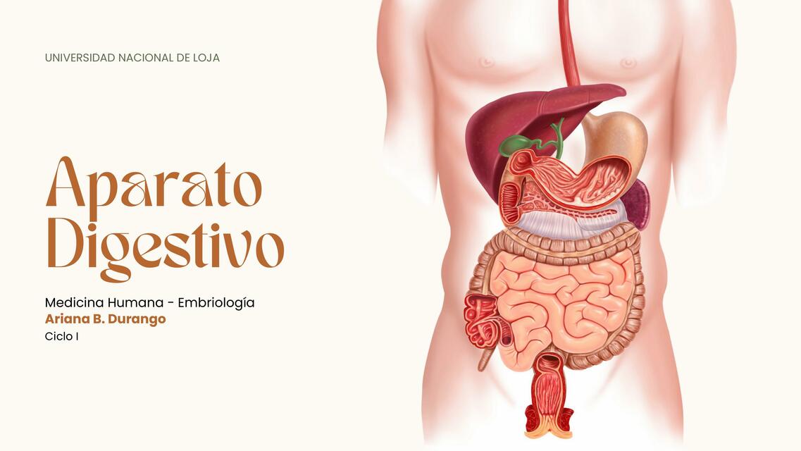 Embriología Langman: Aparato Digestivo