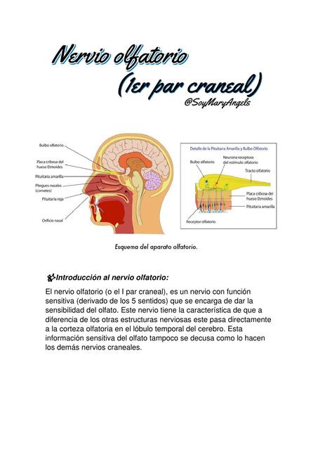 Generalidades del nervio Olfatorio