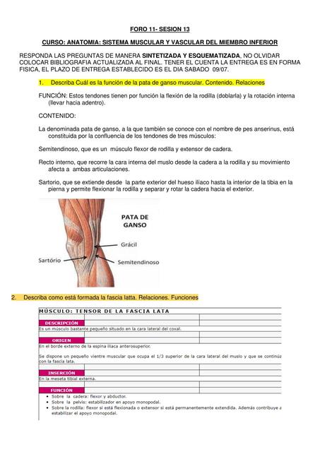 Anatomía Sistema Muscular y Vascular Del Miembro Inferior