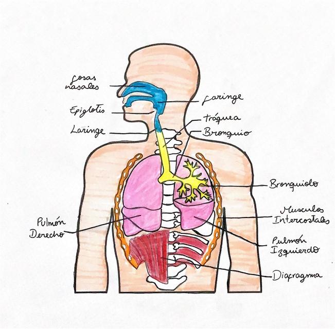 Aparato respiratorio