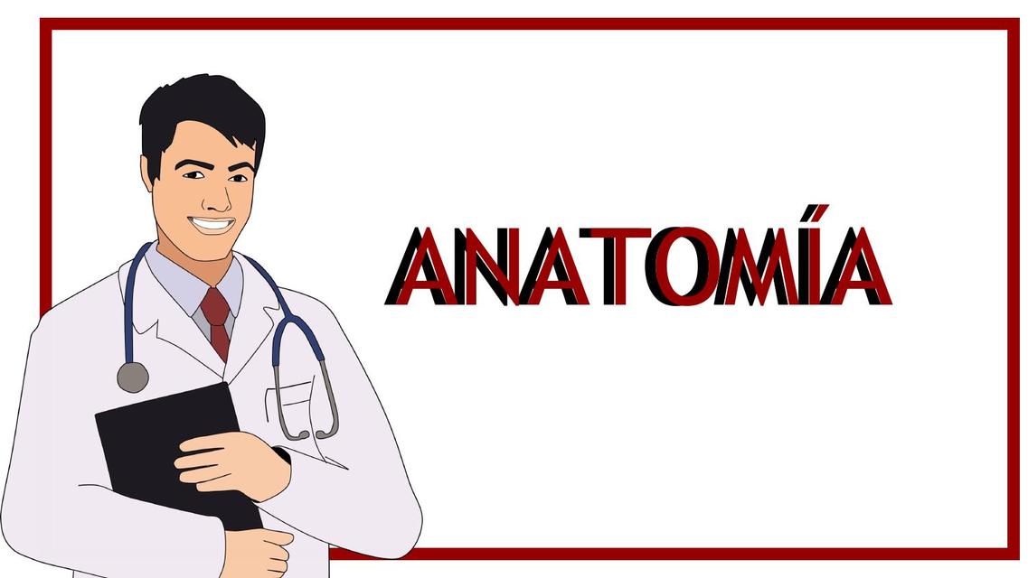 Quizz anatomía 2