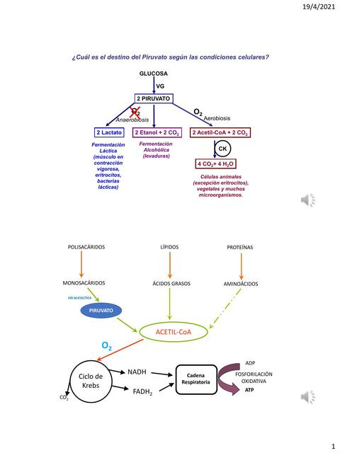 Ciclo de Krebs 