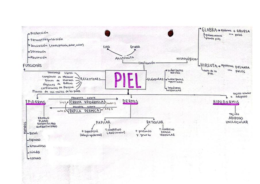 Histología de la piel