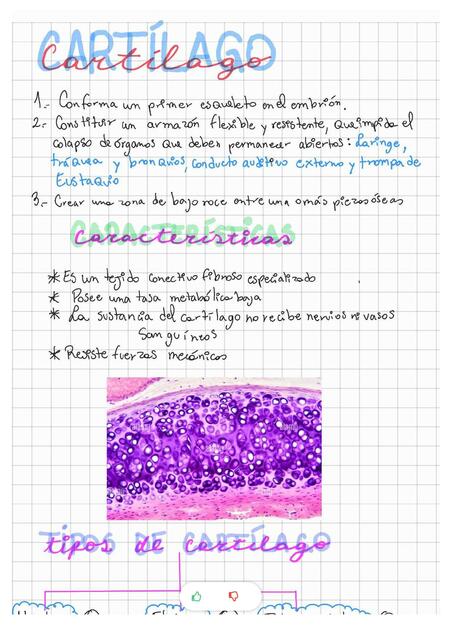 Morfología Integral- Anatomía- Enfermería Primer Año