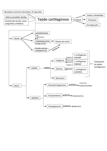 Tejido cartilaginoso oseo