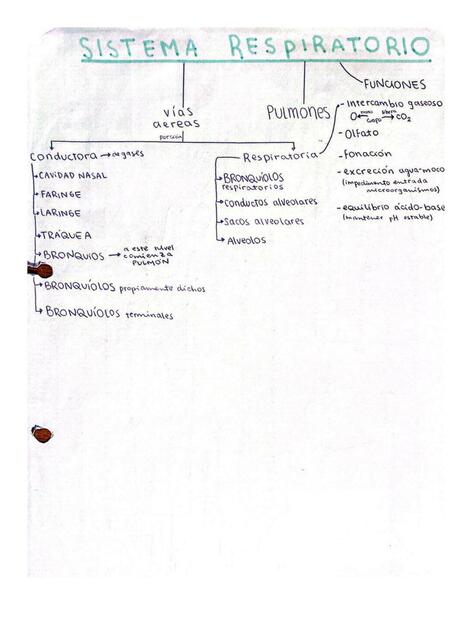 Histología del Sistema Respiratorio