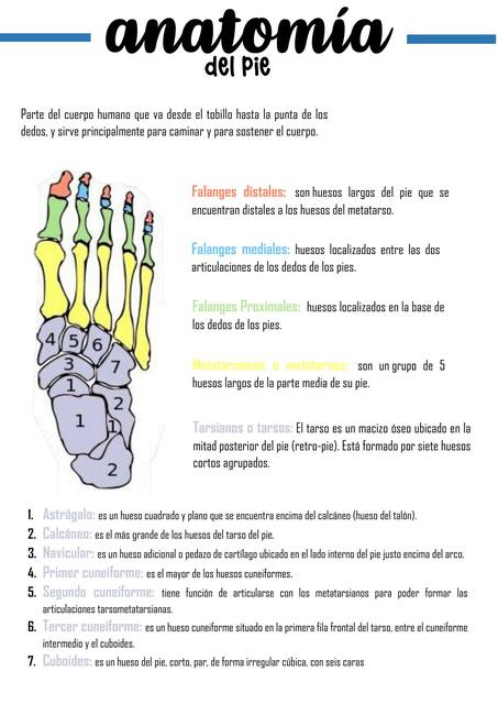 Anatomia del pie