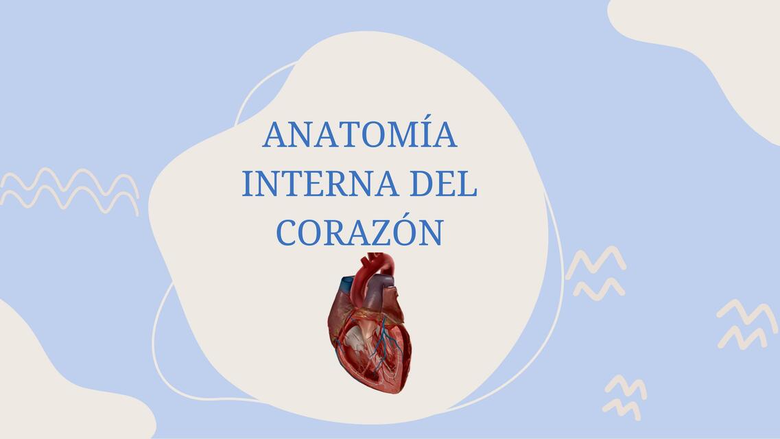 Anatomía interna del corazón