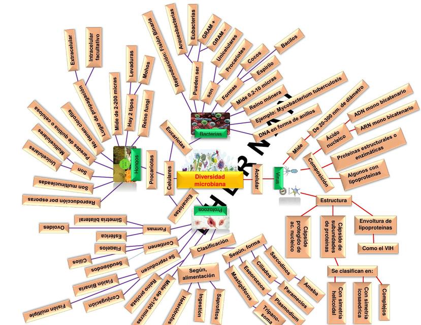 Mapa mental de diversidad Microbiana N