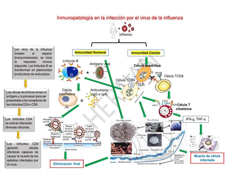 Inmunopatología en la infección por el virus de la influenza