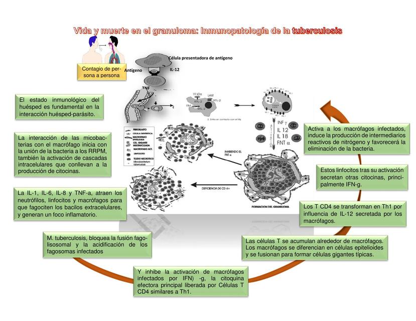 Inmunopatología de la tuberculosis