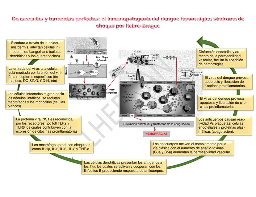 Inmunopatogenia del dengue hemorrágico