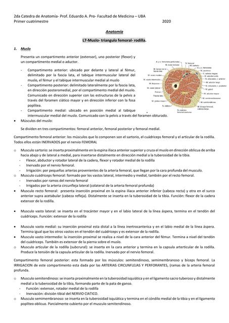 anato TP7 Muslo Triángulo femoral Rodilla