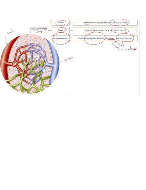 Vasos Sanguíneos