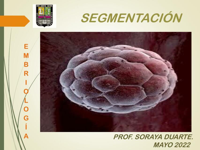 Segmentación Embriologica (Prof Soraya Duarte UCSA)