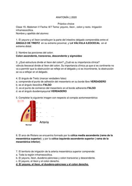 Abdomen anatomia