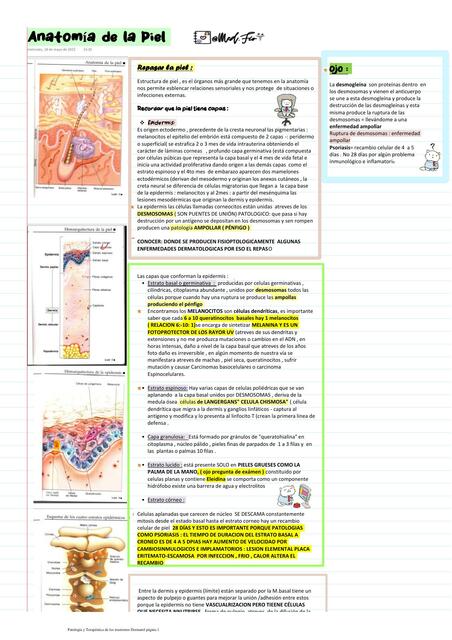 Anatomía de la Piel Dermatología- MedFIO%