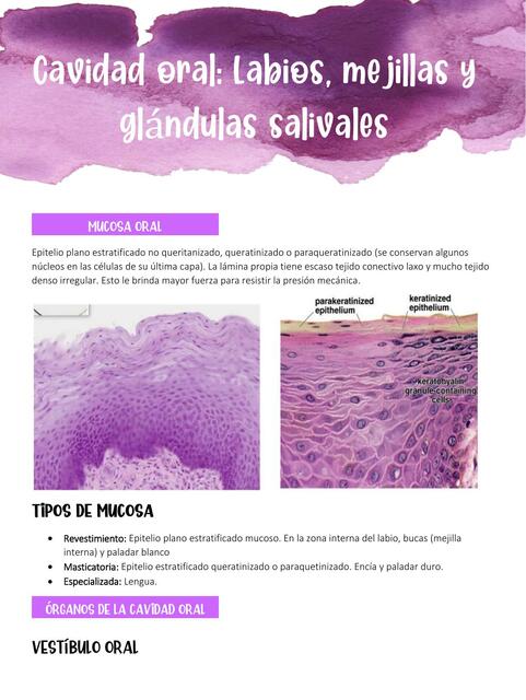 cavidad oral histología