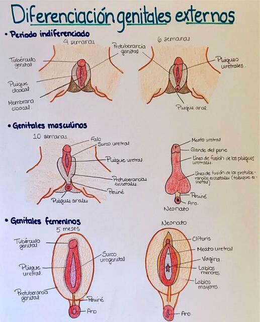 Diferenciación Genitales Externos- Embriología