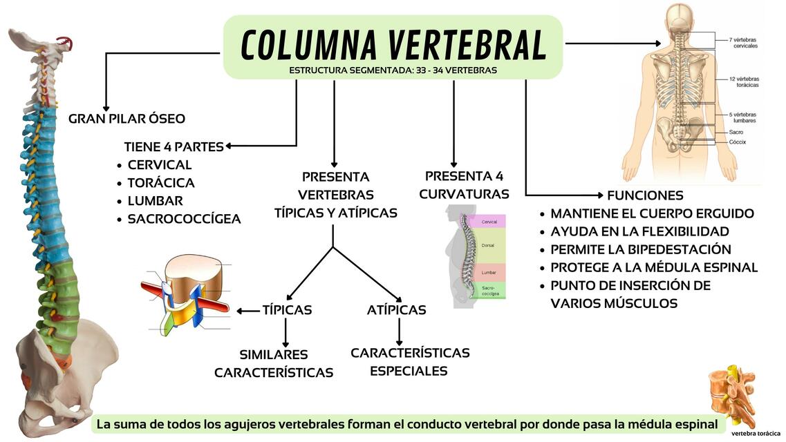 COLUMNA VERTEBRAL GENERALIDADES