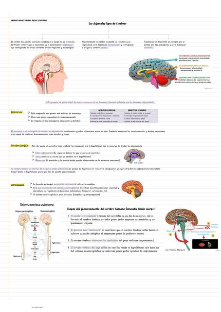  Cerebro partes y funciones