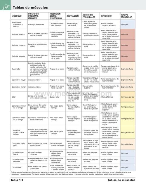 Inserciones de los Músculos de Cara- Cuello