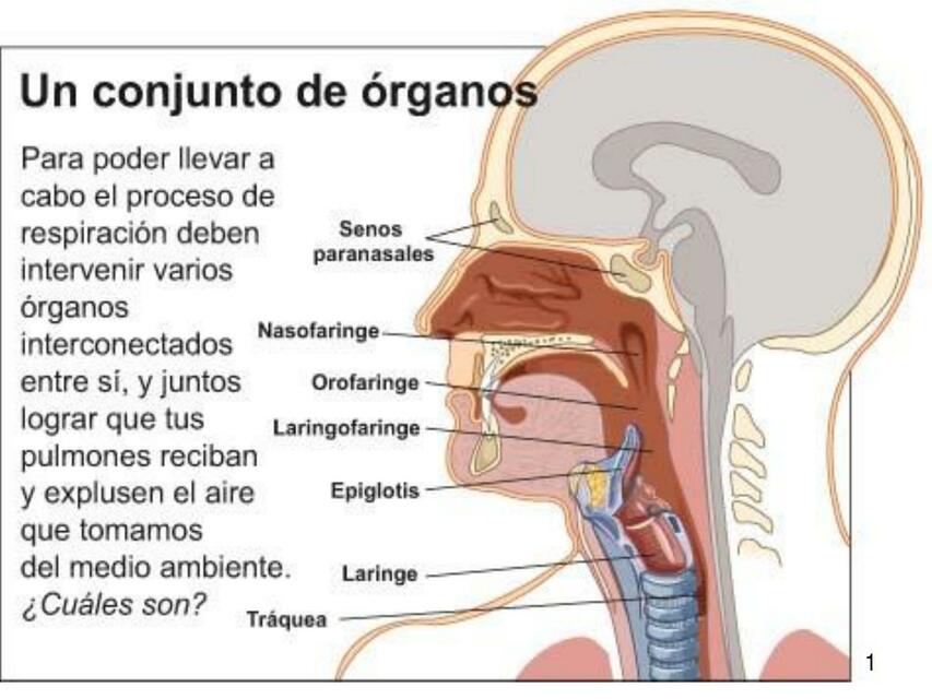 Aparato Respiratorio