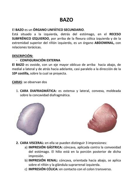 Anatomía de Bazo