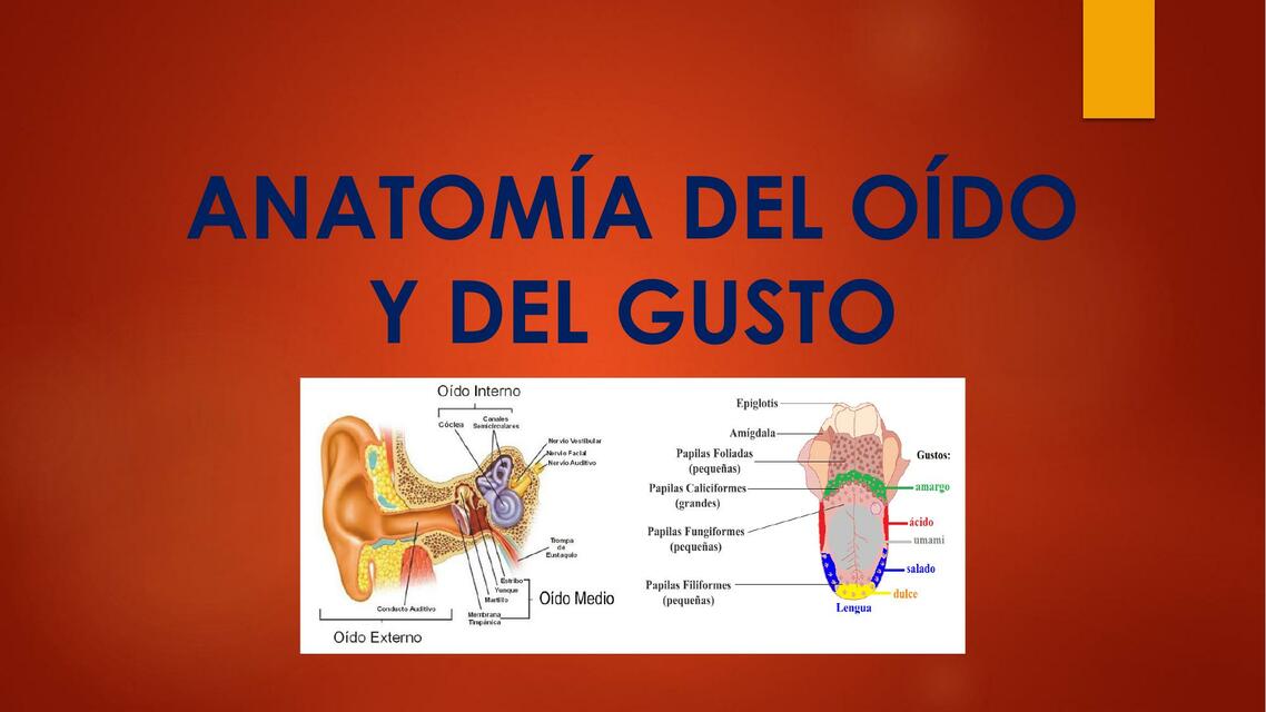 Anatomía del Oído y del Gusto