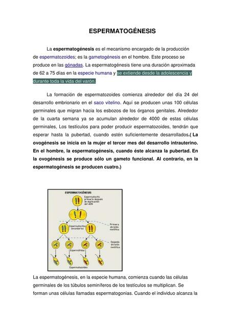 Resumen espermatogénesis 