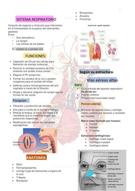 Resumen de sistema respiratorio - 383922 