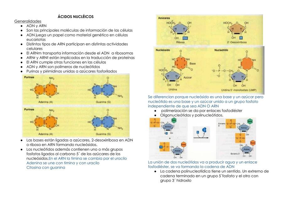 Ácidos Nucléicos