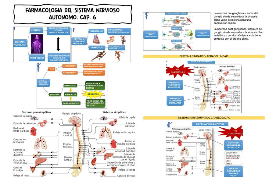 Sistema Nervioso 