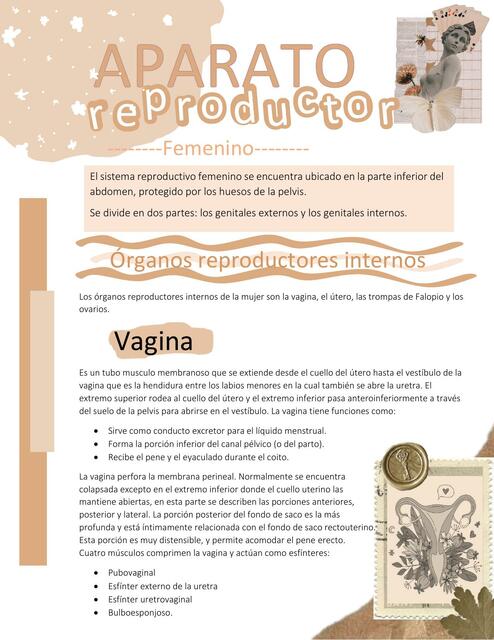 Aparato reproductor femenino