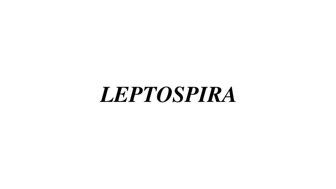 Leptospira 